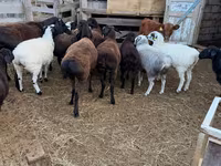كبش, Hissar sheep — الصورة 2