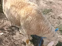 Widder, Assaf sheep — Foto 2