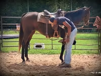 فرس, Quarter Horse — الصورة 5