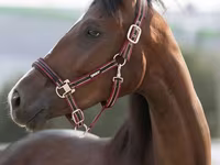 Mare, Manipuri pony — photo 1