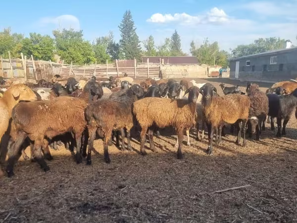 Schaf, Hissar sheep