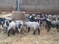 公羊, Zwartbles sheep — 照片 1