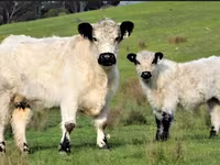 母牛, Galloway cow — 照片 1