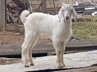 Cabro, Damask goat — foto 4