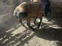 Ram, Rhon sheep — photo 5