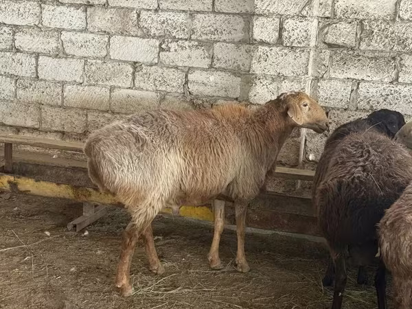 كبش, Edilbay sheep