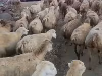 भेड़, Daglıс sheep — फ़ोटो 2