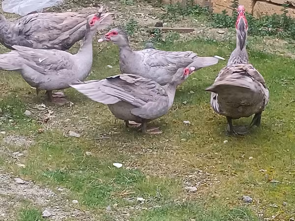 لافندر