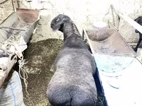Carnero, Hissar sheep — foto 1