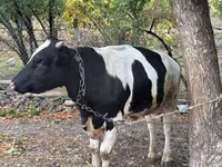 Toro, Russian Black pied cattle — foto 4