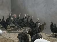Guinea fowl — photo 3