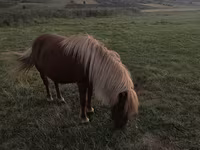 فرس, Australian Pony — الصورة 2