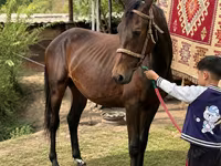 Hengst, Arabian horse — Foto 3
