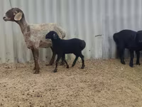 نعجة, Arashan sheep — الصورة 4