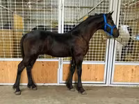 Horse (M), Dutch warmblood horse — photo 3