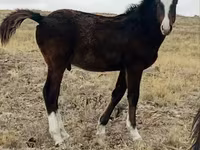 Caballo, Caballos — foto 7