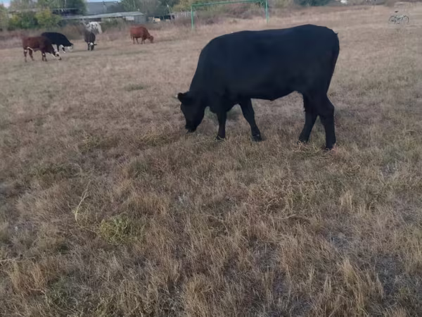 Kuh, Aberdeen-Angus