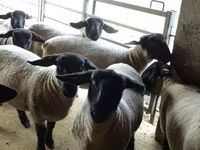 Schaf, White Suffolk sheep — Foto 4