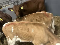 Cattle (batch, sex not specified), Cattle — photo 2