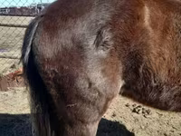 Hengst, Arabian horse — Foto 2