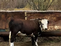 Toro, Cabeza Blanca Ucraniana — foto 5