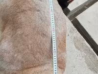 Carnero, Aland sheep — foto 5
