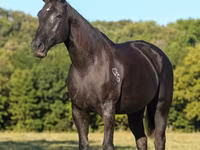 घोड़ी, Quarter Horse — फ़ोटो 3