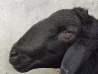 كبش, Hissar sheep — الصورة 4
