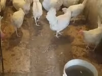Chickens — Foto 7