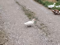 Domestic Muscovy — photo 5