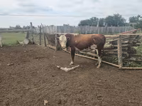 ثور, Simmental cattle — الصورة 5
