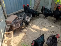 Australian Pit Game fowl — photo 2