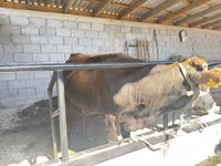 Bull, Brown Latvian — photo 3