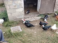 Domestic Muscovy — photo 8