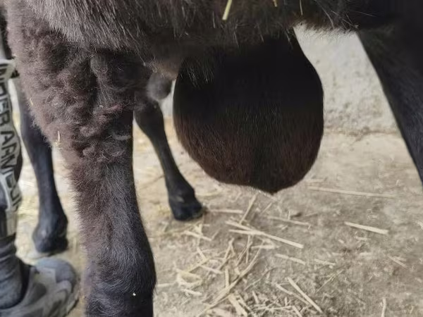 كبش, Hissar sheep
