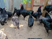 Australian Pit Game fowl — photo 1