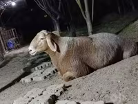 Carnero, Arashan sheep — foto 1