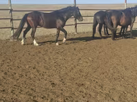 Horse (M), New Altai Horse — photo 3