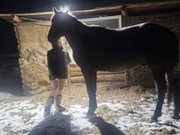 Horse (M), New Altai Horse — photo 1