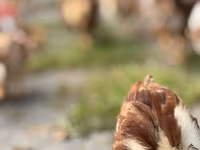 Rhode Island Red — photo 6