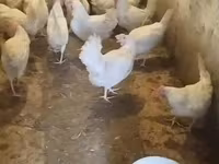 Leghorn — Foto 1