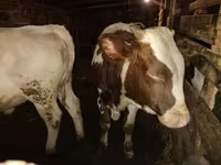 Bulle, Simmental cattle — Foto 3