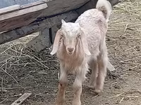 Cabro, Damask goat — foto 1
