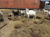 عنزة, Saanen goat — الصورة 1