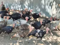 Turkeys — الصورة 2