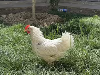 Chickens — foto 3