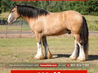 公马, Gypsy horse — 照片 1