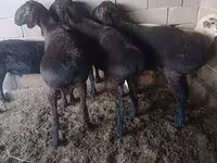 Widder, Hissar sheep — Foto 7