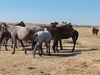 Caballo, Mugalzhar horse — foto 5