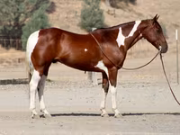 Caballo, American paint horse — foto 8